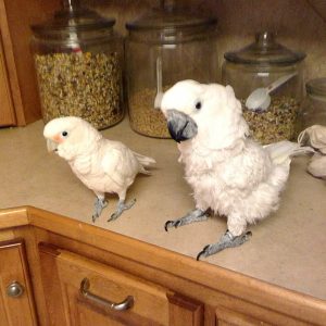 Poppy Ruggles Tallgrass Parrot